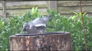 Peter the pigeon 2 having a bath