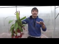 #102 Carniplant-Plantas carnívoras-Lluvia intensa en Mayo y novedades