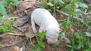 New Born Baby Puppy Crying And Seeking For Her Mother Because She Was So Hungry
