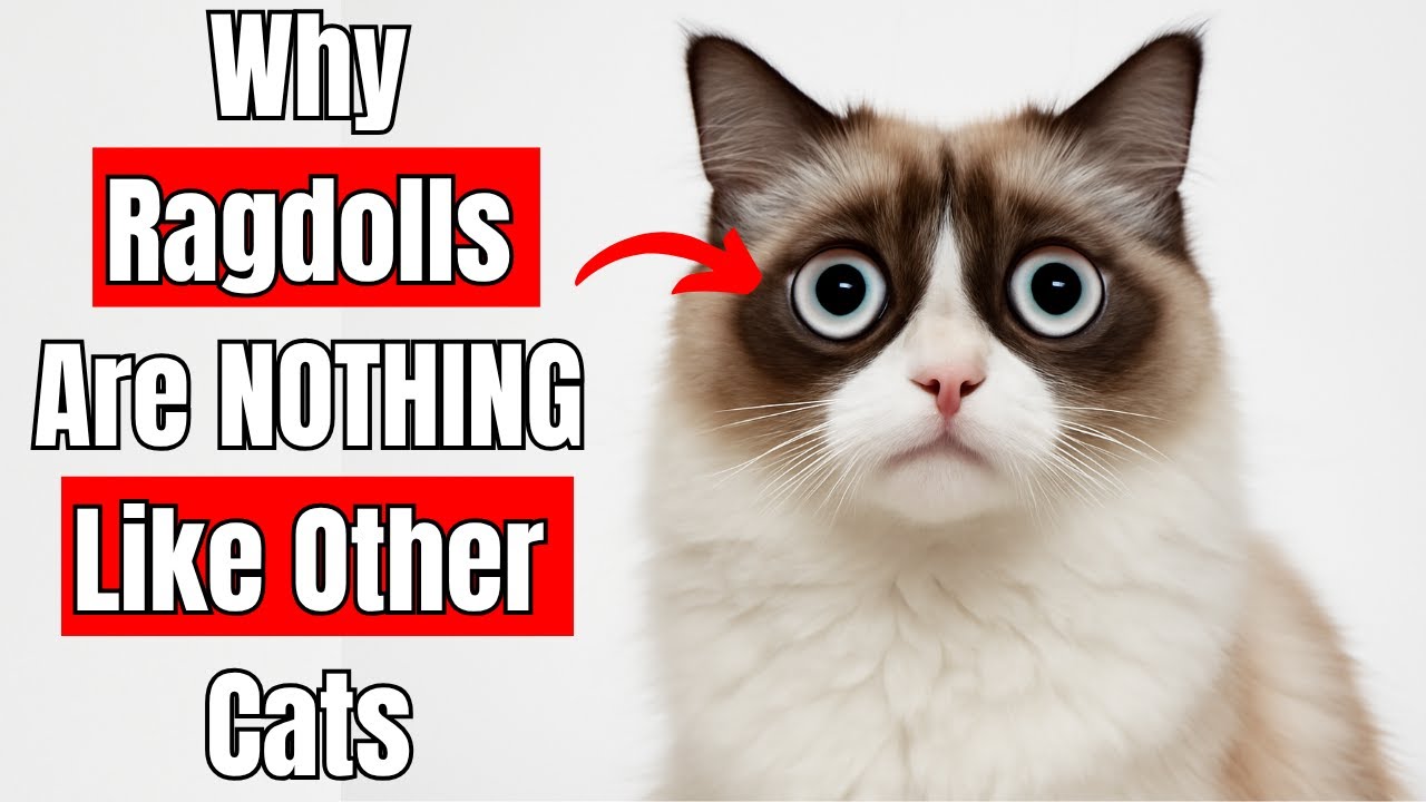 22 Mysterious Facts About Ragdoll Cats Hidden From Every Cat Owner