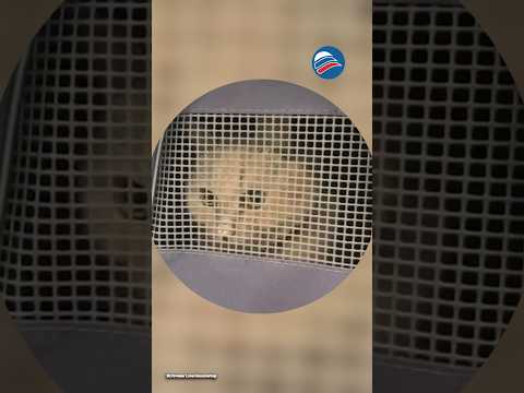 Семья улетела за границу и бросила 11-летнего кота в московском аэропорту #shorts