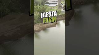 Laputa Farm #shibainu #alaska #bichonfrise #corgi #golden by Laputa Farm 149 views 11 months ago 1 minute, 1 second