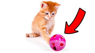 8 Dangerous Cat Toys You Should Avoid