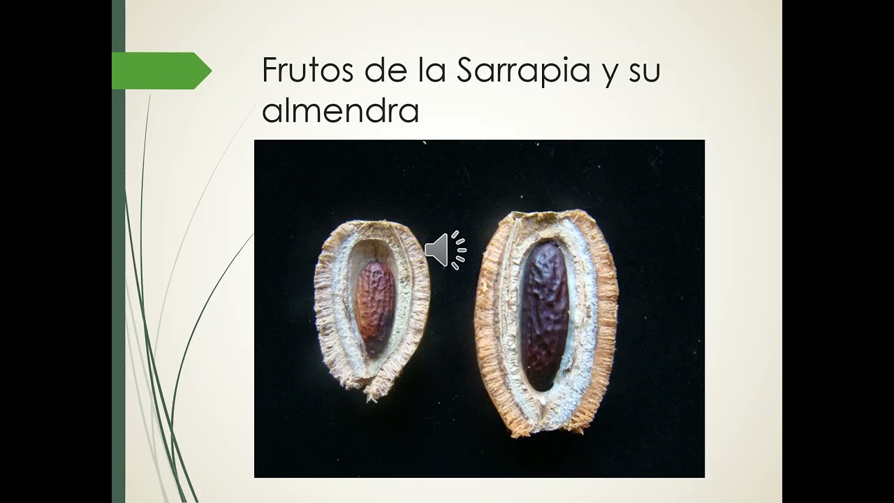 El cultivo de la sarrapia (Dipteryx odorata) en Venezuela