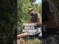 La CONSOCIAZIONE tra POMODORO e BASILICO