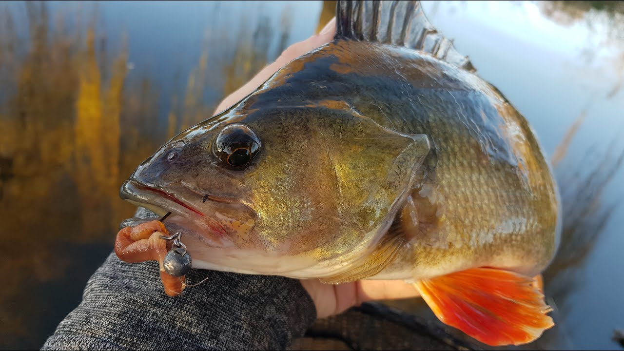 Jigging Worms For River / Creek CHUNKS! (Unexpected catch!) 