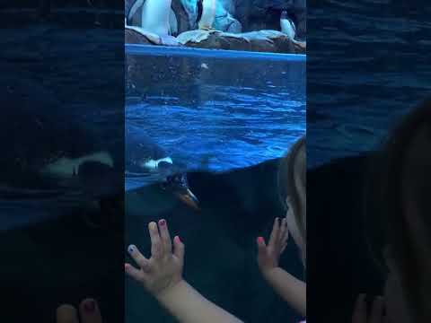 Penguin plays peekaboo with 3-year-old | Humankind #shorts #goodnews