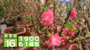 Đào Trung Quốc giá rẻ "đội lốt" đào Thất Thốn I VTC16