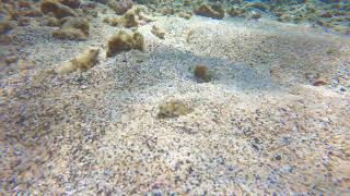 ʻULAE - lizardfish - family: Synodontidae