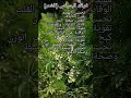 فوائد البسباس الشمر فوائد البسباس الشمر
