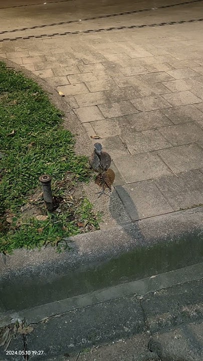 [閒聊] 這是什麼鳥？