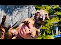 16歳犬ラルフの歩みThe Journey of 16-year-old Dog Ralph．