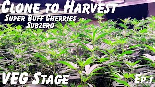 Grow Weed From Clone to Harvest: Ep. 1 -  Super Buff Cherries & Subzero (Veg Stage)