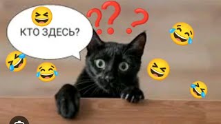 😆улетные приколы с котами,видео для настроения, funny animals, cats 👍