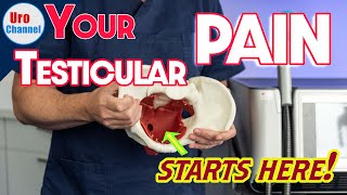 One Thing You Must Know About Testicular Pain Urochannel