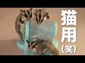 猫用玩具×フクロモモンガ実はこれ、モモンガ専用でしたっけ?