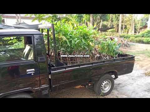 Pohon Mangga Manalagi Unggul, Siap Tumbuh Cepat! (Proses Kirim)