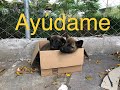 Rescate de cachorros bebés en peligro Robados y  Deshidratados (pastor belga) (rescue puppy)