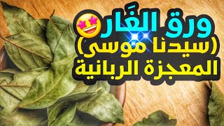 معجزة ورق الغار (ورق سيدنا موسى)، العلاج بورق الغار من الأمراض،استتشاق ورق الغار، منافع ورق الغار