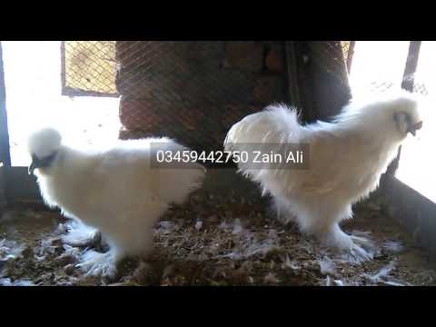 white-silkie-hen-&-rooster-03459442750-zain-ali-farming-in-pakistan