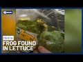 Frog Found In Bag Of Lettuce Purchased From Perth Woolworths | 10 News