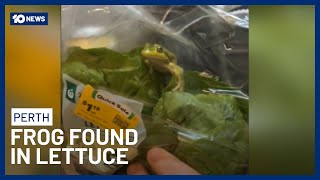 Frog Found In Bag Of Lettuce Purchased From Perth Woolworths | 10 News