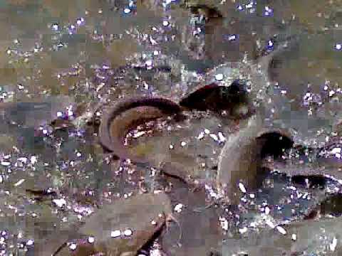 Amazing fish reaction in Thoothukudi 1 - YouTube