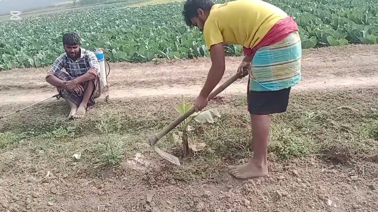 সেচ দেওয়ার আগে কলার গাছের গোড়া গোলা কুপিয়ে দিলাম