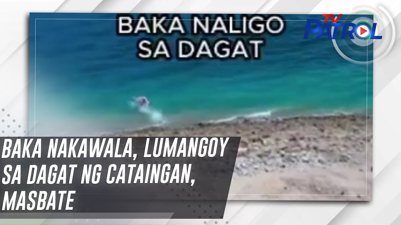 Baka nakawala, lumangoy sa dagat ng Cataingan, Masbate | TV Patrol