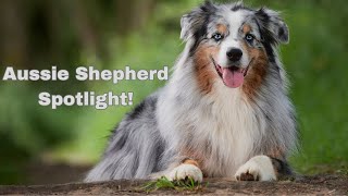 A Comprehensive Review Of The Australian Shepherd Breed  #Australianshepherddog
