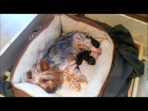 Video: Ako Porodiť Psa