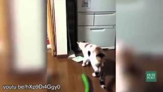 Biaow Tkejut,Nyagan Tkentutttttt...