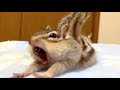 Cute chipmunk videos compilation - Why chipmunks and squirrels never stop eating?