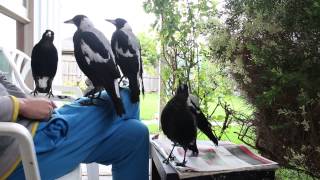 Bird Whisperer Plays with Flock of Magpies