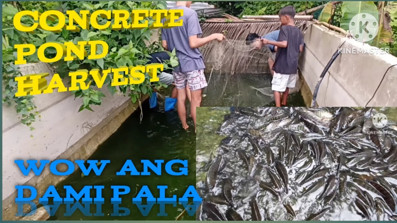 Tilapia harvest/concrete pond /dongstv tilapia farm YouTube