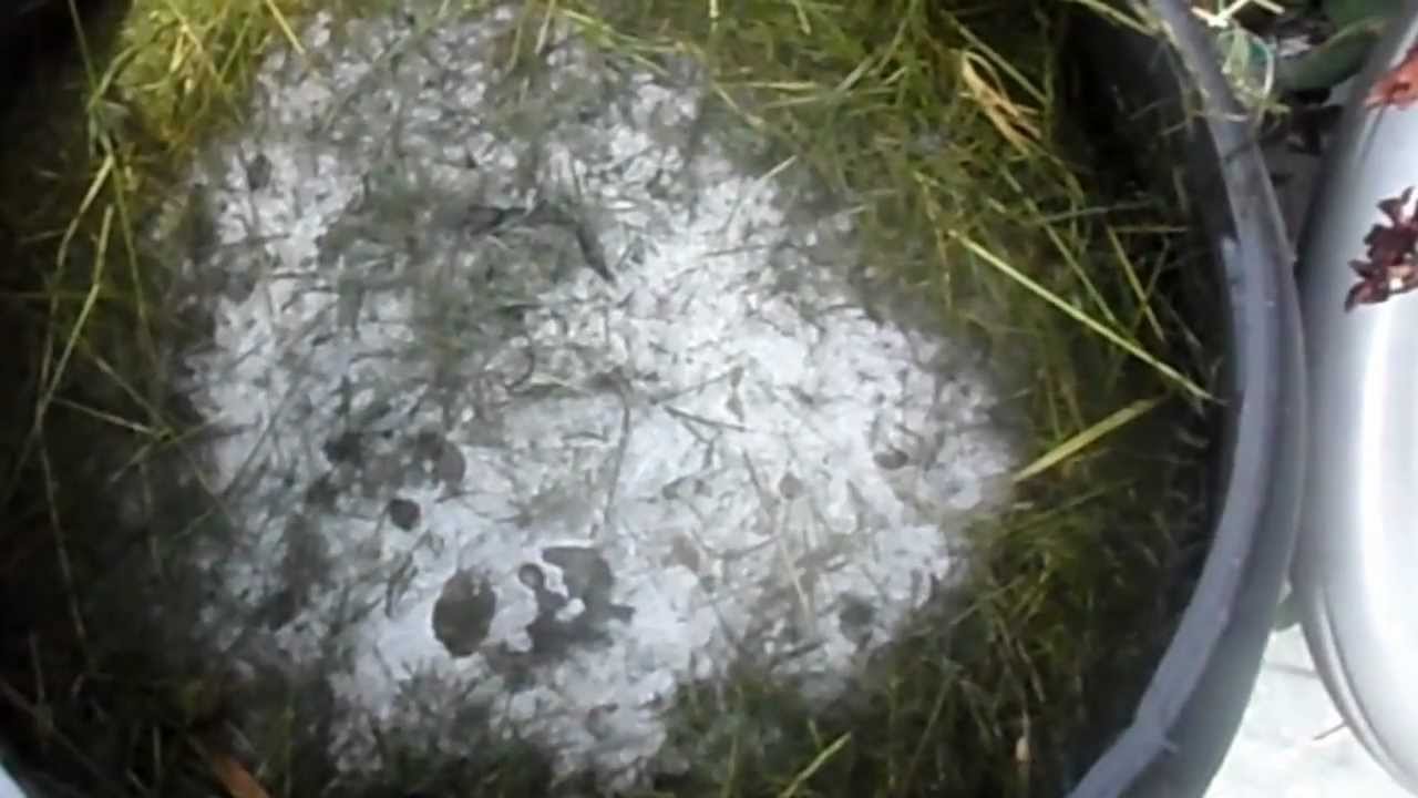 Weird Mold in the Compost Bin YouTube