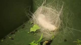 The Life Cycle of the Silkworm