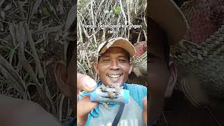 how to tame a colony newly taken from a tropical forest Asian forest bee handler