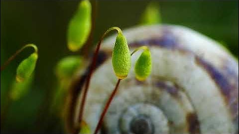 سورة يوسف بصوت القارئ أسامه الصافي