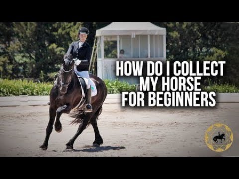Video: How To Teach A Horse To Collect