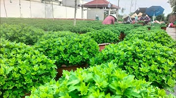 Ngắt đọt lần thứ 5 cho Cúc mâm xôi hàn _6cơi (8/10al) #cucmamxoi #flowers #flowers