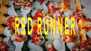 Red Runner Care & Breeding Guide