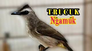 Trcukan bikin trucukan lain LANGSUNG NGAMUK dan GACOR GARUDA