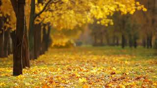 FALL INTO SLEEP INSTANTLY - Relaxing Sleep Music + Insomnia | Sounds for Stress Relief, Anxiety