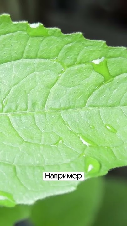 ВАЖНАЯ ТЕМА ОГЭ!? Консументы, продуценты и редуценты #biology #science ...