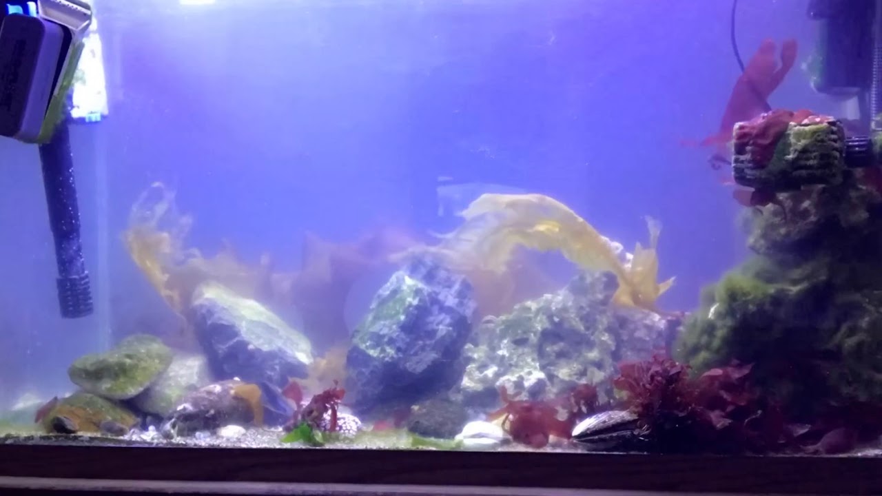 Cold water reef time lapse 13+