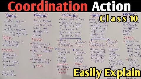 Coordinations Action |Stimuli|Receptors|Coordinator|Effector|Response| Class 10 Biology
