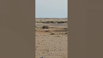 جول قطا يرد ماء كدري احيمير نغاق التغطيه اكسبلور Birds سرب طيور 