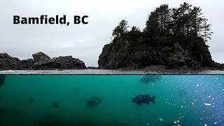 Time To Go Spearfishing (Vancouver Island 2022)