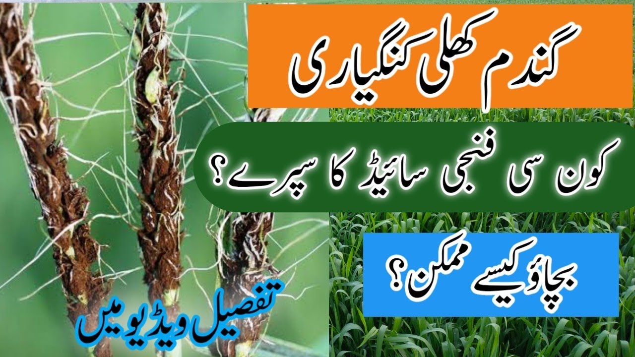 How to control loose smut of wheat | Dr. Jamil Shafi | Plant Clinics